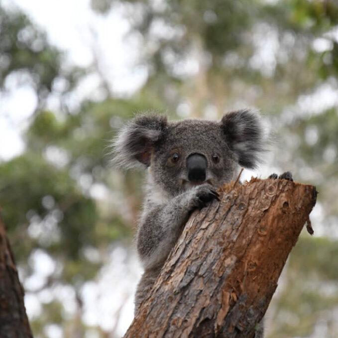 Koala Conservation Australia